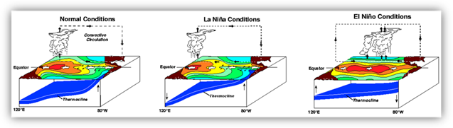 Three-dimensional diagram showing the general pattern of sea surface temperatures, atmospheric circulation and position of the ocean thermocline under normal, "La Niña" and "El Niño" conditions.