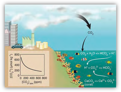 Illustration of the chemical reaction that takes place in the ocean with the addition of carbon dioxide.