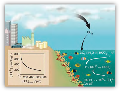 Carbon dioxide is absorbed by the oceans leading to a change in the water chemistry Illustration of the chemical reaction that takes place in the ocean with the addition of carbon dioxide.